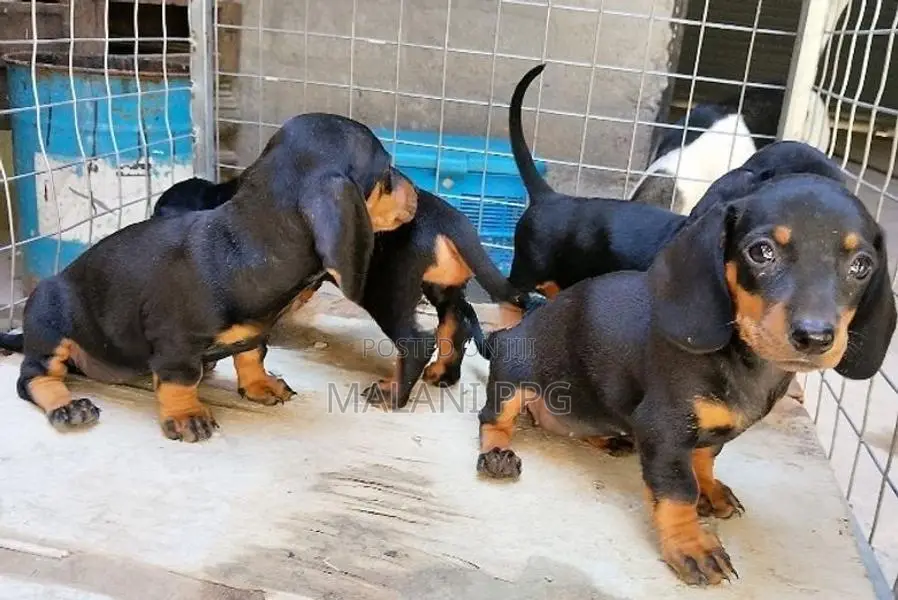 Dachshund Puppies