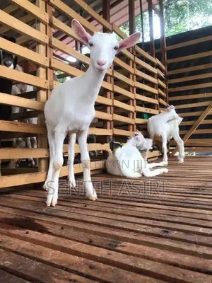 Saanen Goats