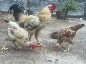 Roosters