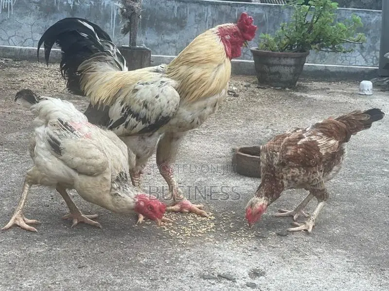 Roosters
