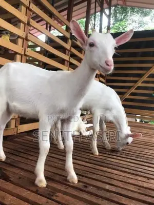 Saanen Goats