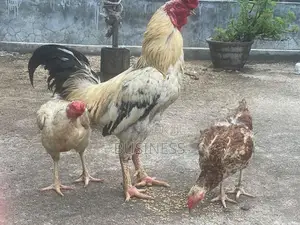 Roosters