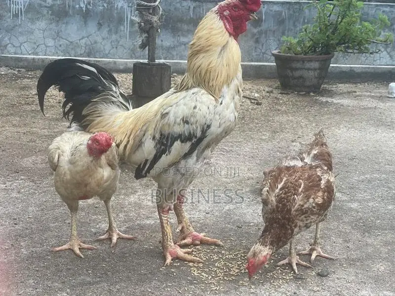 Roosters