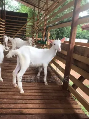 Saanen Goats