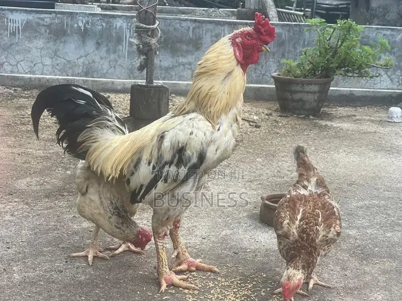 Roosters