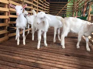 Saanen Goats