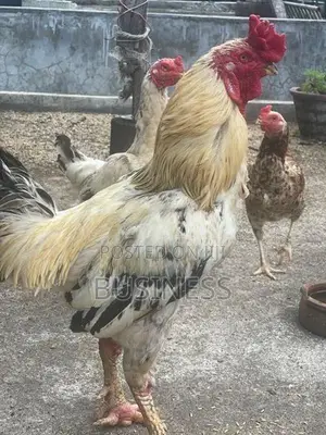 Roosters