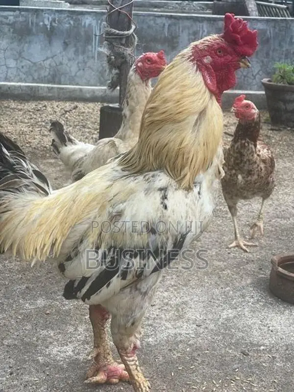 Roosters
