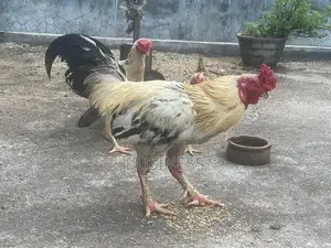 Roosters