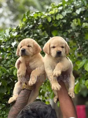 Labrador Puppies