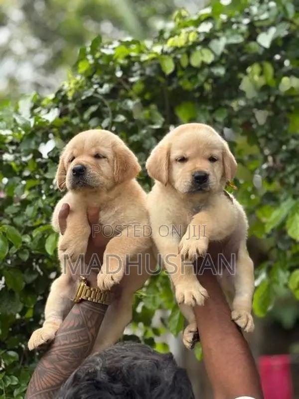 Labrador Puppies