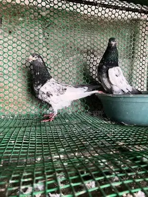பாகிஸ்தான் புறாக்கள்