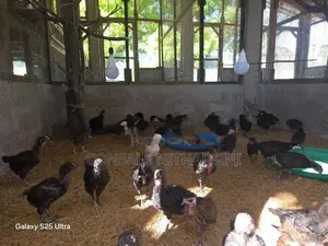 Chicks