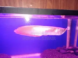 Silver Arowana Fish