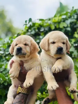 Labrador Puppies