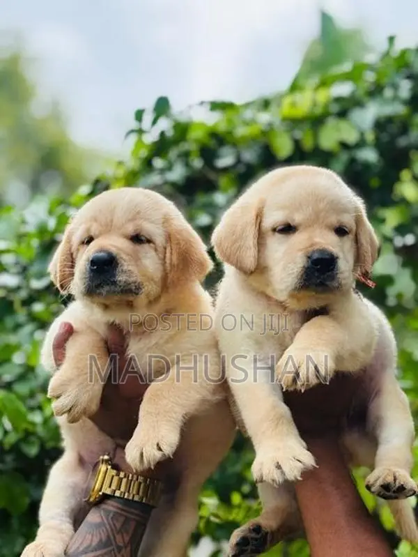 Labrador Puppies
