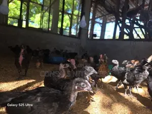 Chicks