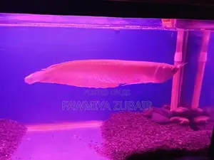 Silver Arowana Fish