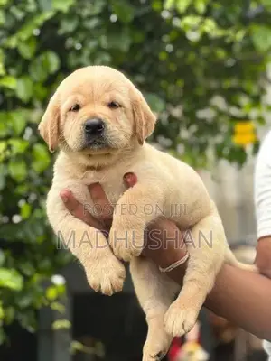Labrador Puppies