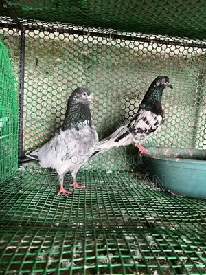 பாகிஸ்தான் புறாக்கள்