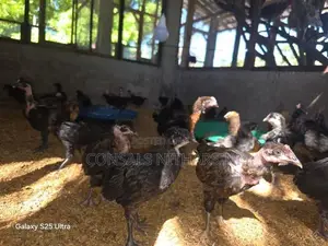 Chicks