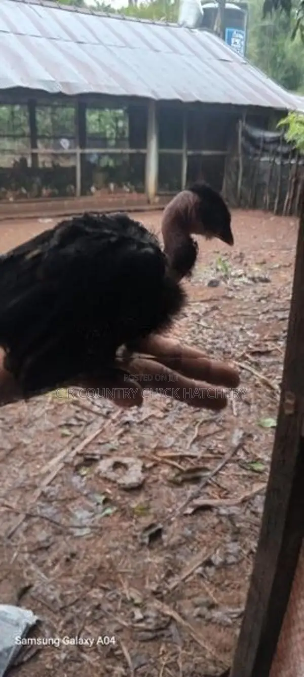 Five Weeks Old Country Chicks