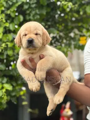 Labrador Puppies