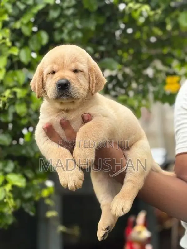 Labrador Puppies