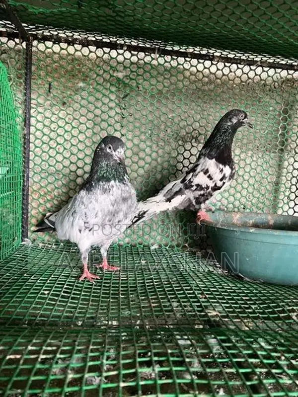 பாகிஸ்தான் புறாக்கள்
