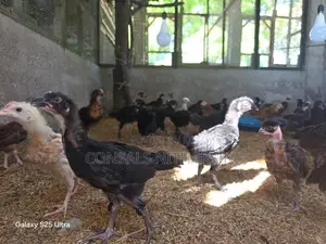 Chicks