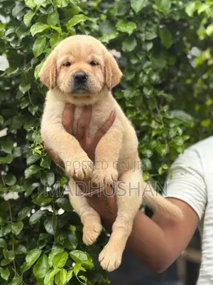 Labrador Puppies