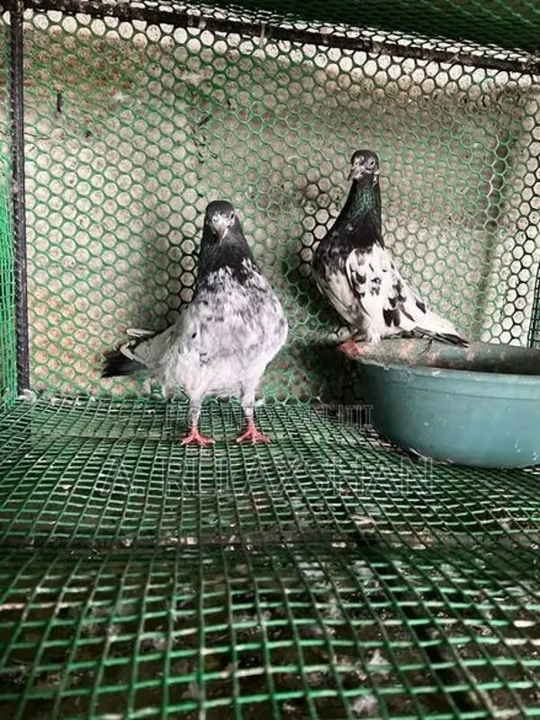 பாகிஸ்தான் புறாக்கள்