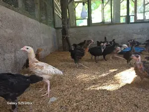 Chicks