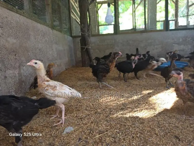 Chicks