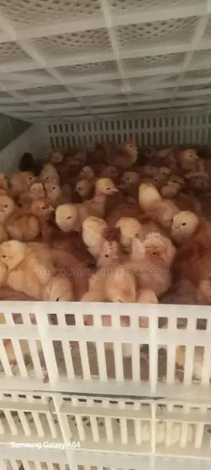Layer Chicks