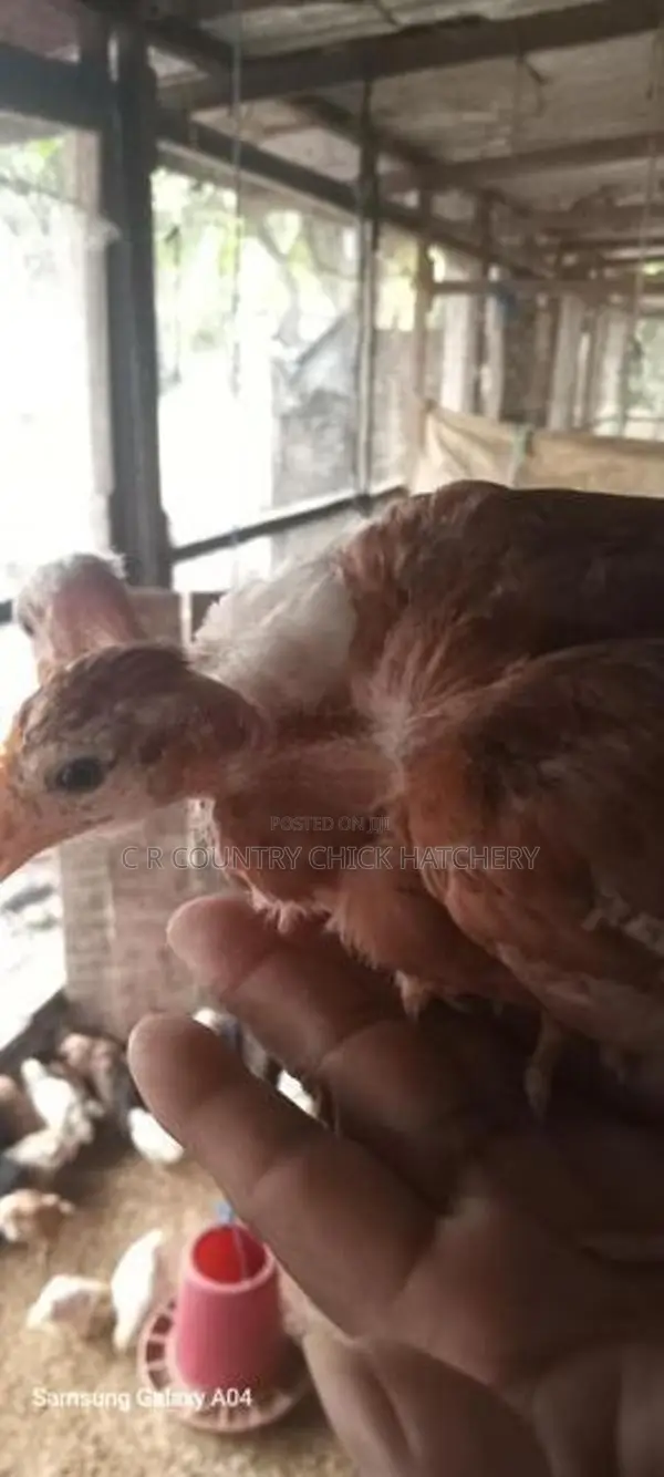 Five Weeks Old Country Chicks