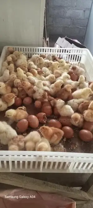 Layer Chicks