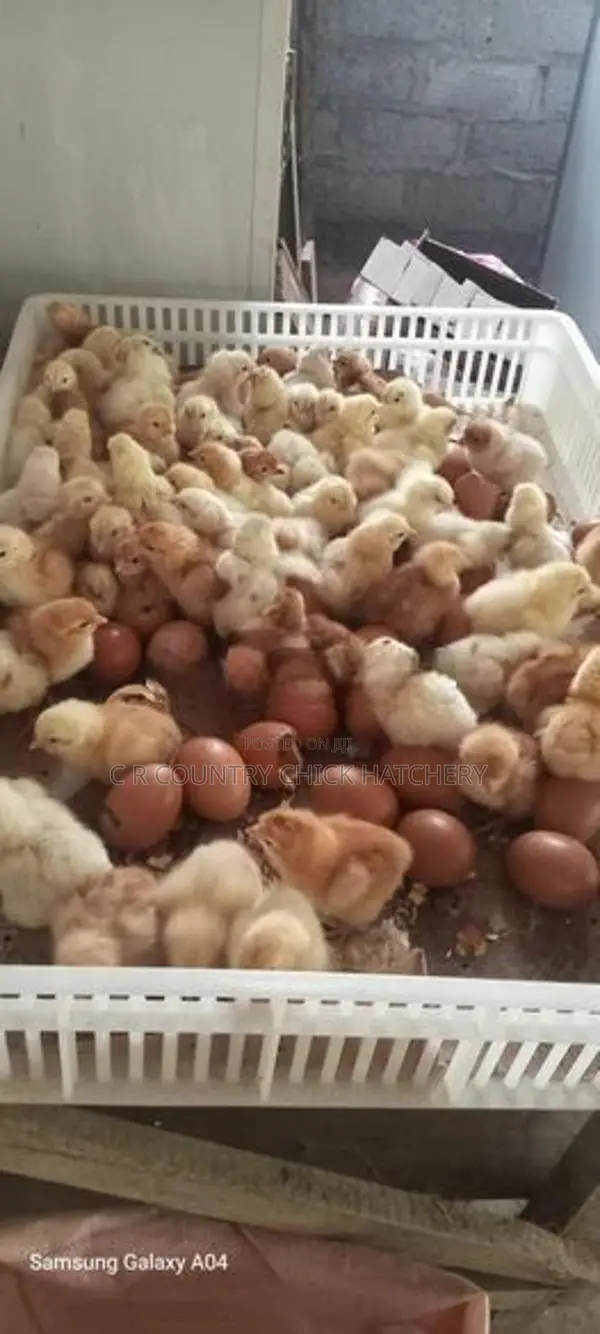 Layer Chicks