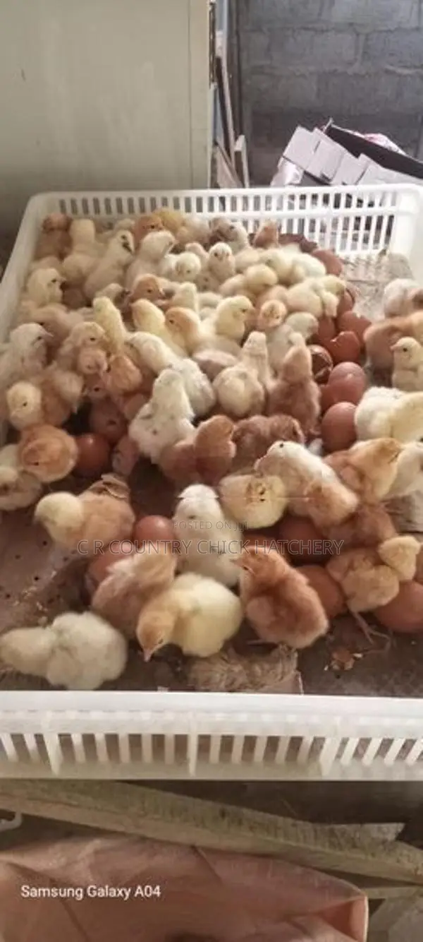 Layer Chicks