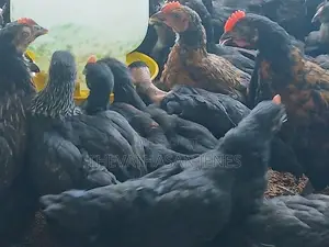 ஊர்க்கோழிக்குஞ்சுகள்