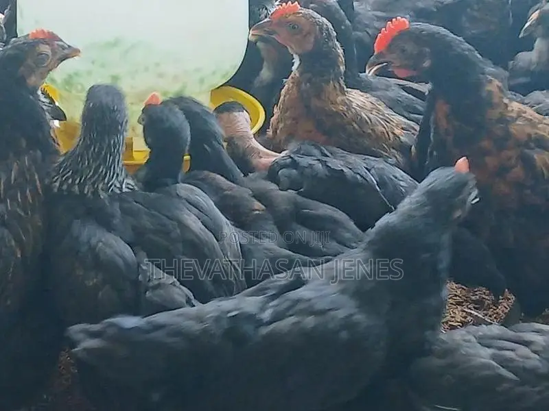 ஊர்க்கோழிக்குஞ்சுகள்