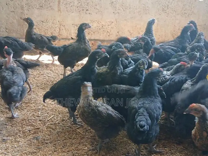 ஊர்க்கோழிக்குஞ்சுகள்