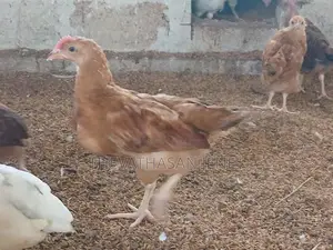 ஊர்க்கோழிக்குஞ்சுகள்