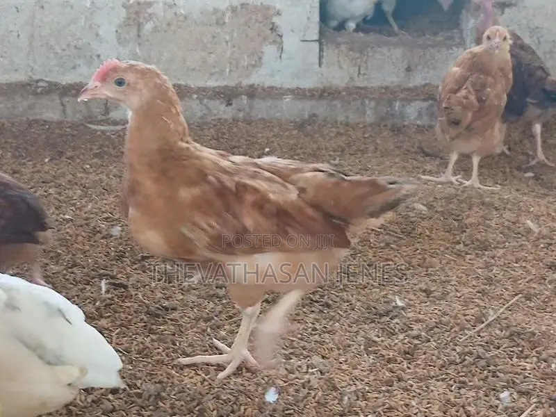 ஊர்க்கோழிக்குஞ்சுகள்