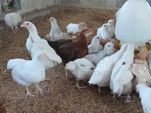ஊர்க்கோழிக்குஞ்சுகள்