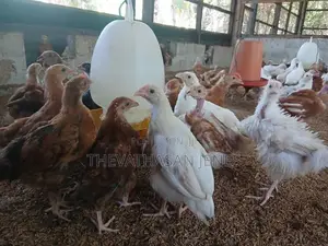 ஊர்க்கோழிக்குஞ்சுகள்