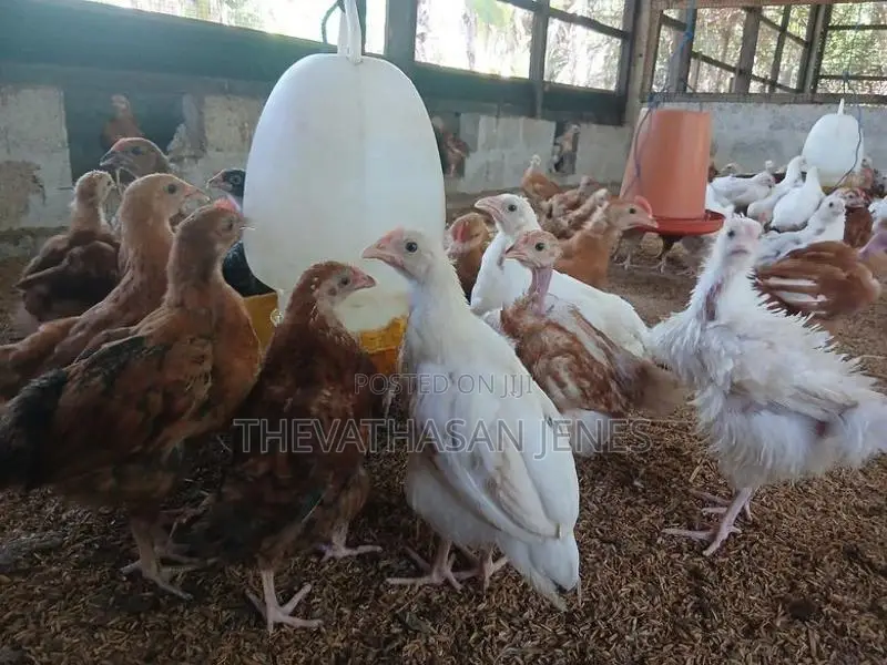 ஊர்க்கோழிக்குஞ்சுகள்