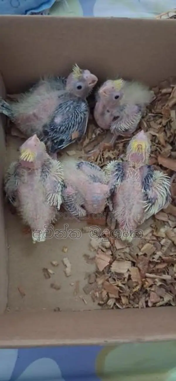 කොකටේල් පැටව්
