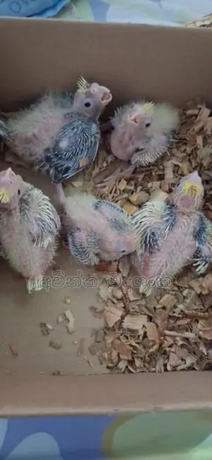 කොකටේල් පැටව්