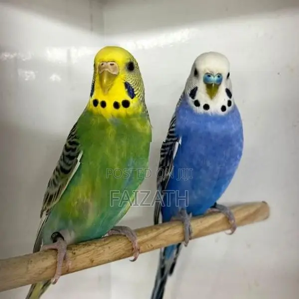 Love Birds